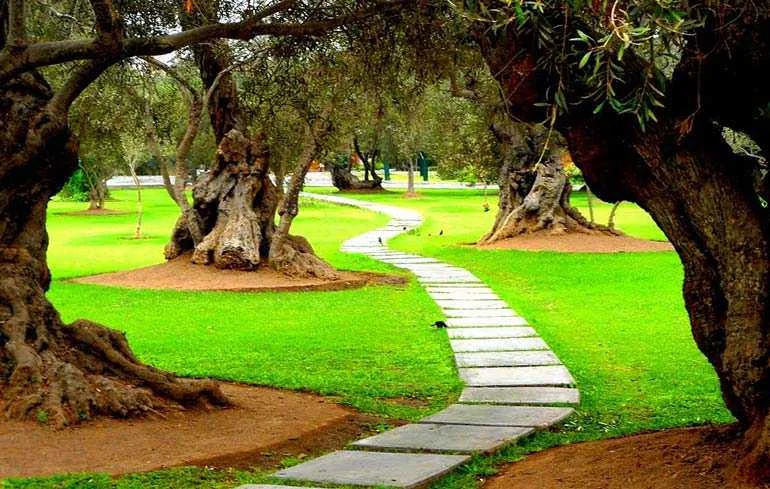 Olivos centenarios en el Bosque El Olivar de San Isidro, Lima